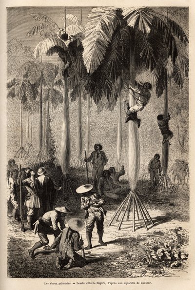 Los repollos de palmito; después de ser robados por los indios, la expedición no tiene equipo y utiliza técnicas locales para recolectar alimentos, haciendo un aro con una enredadera, los peones del equipo pueden trepar por los troncos para recolectar alg de Unknown artist