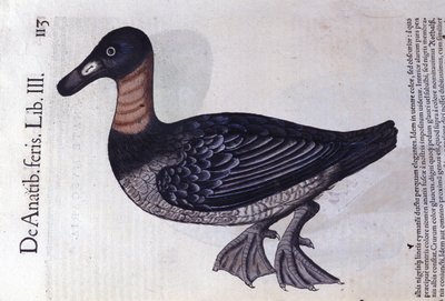 El pato de cuello rojo después de Historiae animalium por Konrad Gesner, Tiguri de Unknown artist