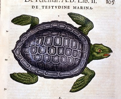 La tortuga marina, según la Historia Animalium de Conrad Gesner, Tiguri 1560 de Unknown artist