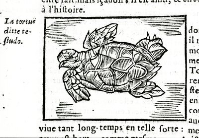 La tortuga marina, según el tratado de Gerolamo Cardano (Cardanus Hieronymus) (Cardan) “De la subtlite”, impreso en Ruan en 1642 de Unknown artist