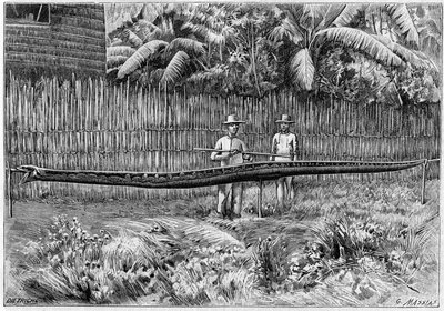 La piel de una serpiente pitón, de 6.60m de largo, capturada en las Islas Filipinas. (De una fotografía). Grabado en 