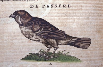 El gorrión en Historia Animalium de Conrad Gesner (1516 - 1565), Tiguri de Unknown artist