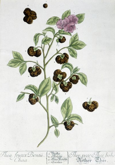 La planta del té Frutex Bontii - lámina botánica de Unknown artist
