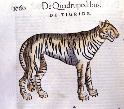 El tigre - en Historia Animalium de Conrad Gesner (1516 - 1565), Tiguri de Unknown artist