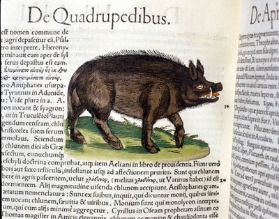 El jabalí según la Historia Animalium de Conrad Gesner, Tiguri 1560. Biblioteca nazionale Braidense. Milán de Unknown artist
