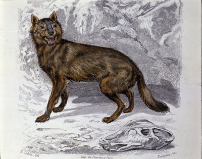 El lobo. Placa tomada de un tratado de Historia Natural de “Obras de Buffon” del naturalista Georges Louis Leclerc, Conde de Buffon (1707 - 1788). Siglo XIX de Unknown artist