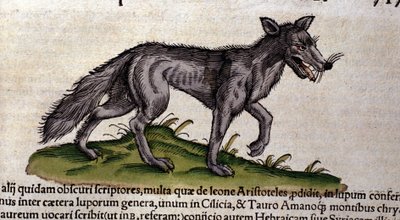 El lobo según la Historia Animalium de Conrad Gesner, Tiguri 1560. Biblioteca nazionale Braidense. Milán de Unknown artist