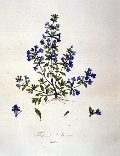 Tomillo. Grabado del siglo XIX de Unknown artist