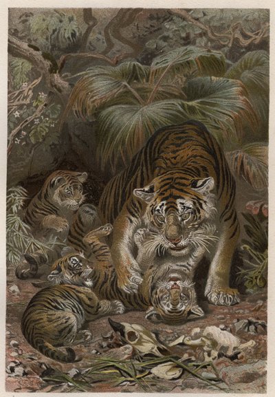 Tigre con cachorros - Tigre (Panthera tigris) con cachorros - grabado de 
