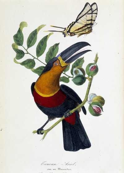 Tucán Ariel en un Muscadier y Mariposa Protesilas - en 