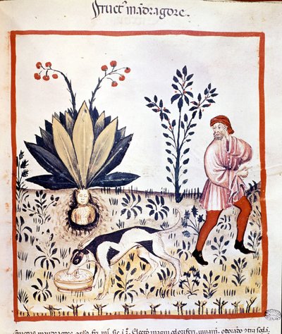 Tratado de medicina “Tacuinum sanitatis” siglo XIV. Recolección de Mandrágora. Biblioteca Nacional Braidense. Milán de Unknown artist