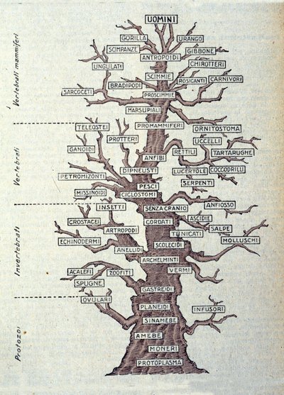 Árbol de la Evolución o tabla ilustrada que representa la clasificación del reino animal de Unknown artist