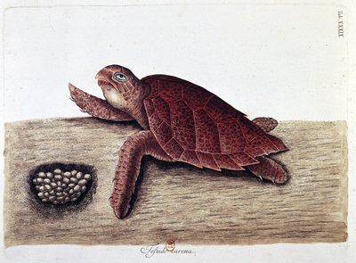 Tortuga y sus huevos - lámina de historia natural de Unknown artist