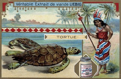 Tortuga, con una mujer vestida como una nativa de Sudamérica, equipada con una lanza de caza - cromolitografía de Liebig de Unknown artist
