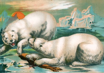 Dos osos polares peleando por una foca de Unknown artist