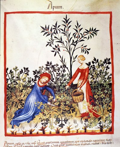 Dos mujeres recolectando perejil. Iluminación del tratado de medicina y dietética “Tacuinum sanitatis” de Unknown artist