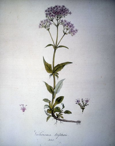 Valeriana malva o Valeriana tripteris. Herbario del siglo XIX. de Unknown artist