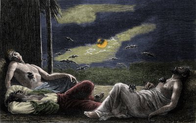 Murciélago vampiro chupando la sangre de hombres dormidos en noches de luna llena. Grabado del siglo XIX de Unknown artist