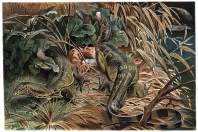Varano - Lagarto monitor (Varanus) - grabado de 