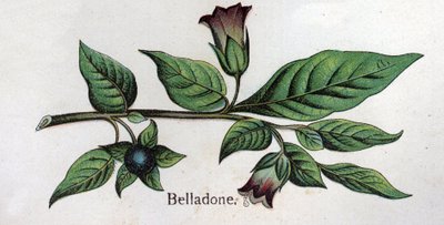 Plantas botánicas venenosas: Belladona. Grabado en “La medicación natural” de Friedrich Eduard Bilz (1842-1922). de Unknown artist