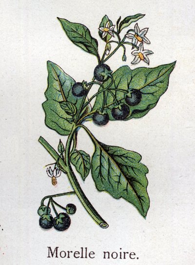 Plantas botánicas venenosas: hierba mora. Grabado en "La medicación natural" de Friedrich Eduard Bilz (1842-1922). de Unknown artist