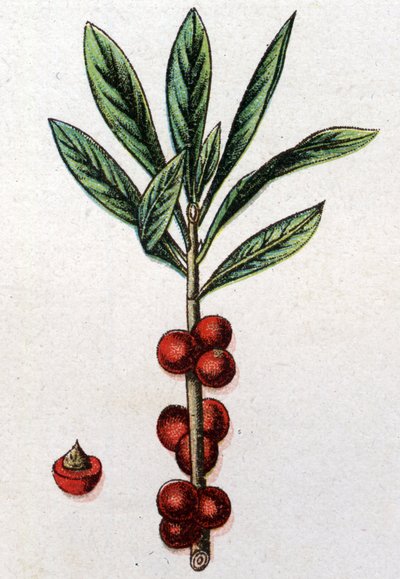 Plantas botánicas venenosas: Daphne Mezereon. Grabado en "La medicación natural" de Friedrich Eduard Bilz (1842-1922). de Unknown artist