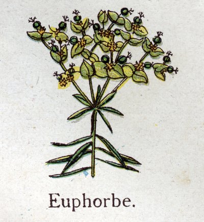 Plantas botánicas venenosas: euforbio. Grabado en "La medicación natural", por Friedrich Eduard Bilz (1842-1922) de Unknown artist