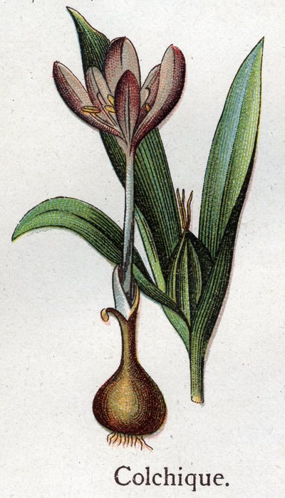 Plantas botánicas venenosas: colchial. Grabado en “La medicación natural”, de Friedrich Eduard Bilz (1842-1922) de Unknown artist
