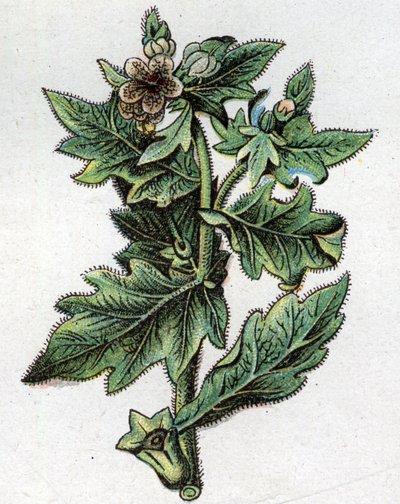 Plantas botánicas venenosas. Grabado en “La medicación natural” de Friedrich Eduard Bilz (1842-1922) de Unknown artist