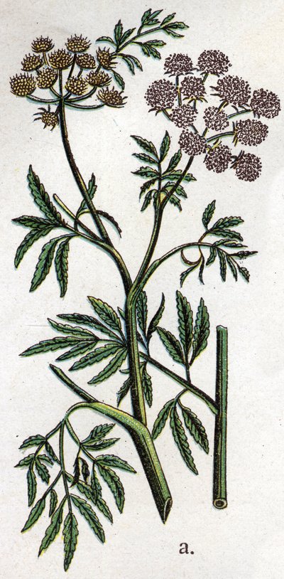 Plantas botánicas venenosas: cicuta acuática (Cicuta virosa). Grabado en “La medicación natural” de Friedrich Eduard Bilz (1842-1922) de Unknown artist