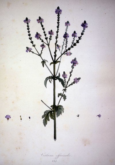 Verbena officinalis (Verbena officinale). Herbario del siglo XIX de Unknown artist