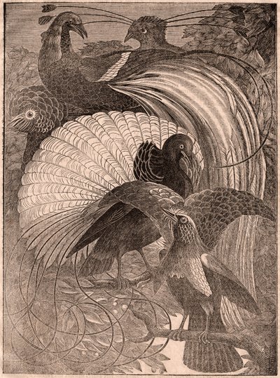 Vista de un grupo de cinco aves tropicales llamadas aves del paraíso, que viven en Nueva Guinea de Unknown