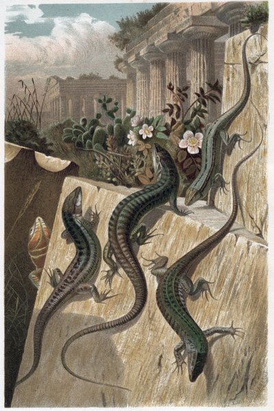 Lagartija común (Podarcis muralis) - grabado de "La vida de los animales" de Alfred Edmund Brehm (1829-1884) de Unknown artist