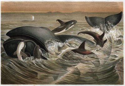 Ballena y orca (Orcinus orca) - grabado de 