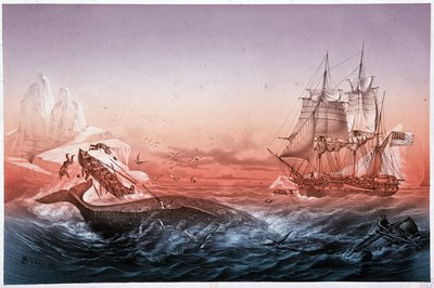 Barco ballenero no logró rescatar sus botes volcados por la ballena de Unknown artist