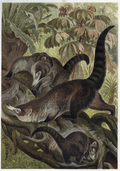 Coatí de nariz blanca también conocido como coatimundi - Coati brun o coati de nariz blanca (Nasua narica) - grabado de 