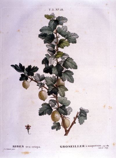 Grosella blanca o caballa: lámina botánica del siglo XIX. de Unknown artist