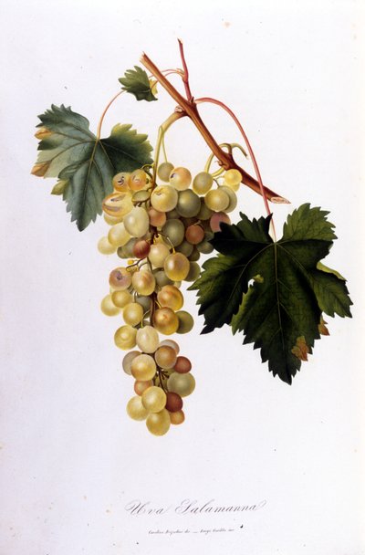 Uvas blancas de Unknown artist