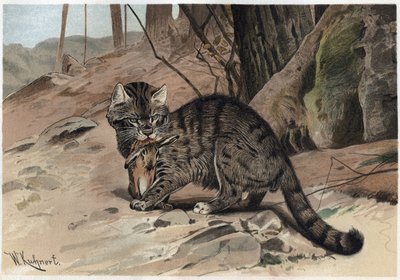 Gato montés - El gato montés (Felis silvestris) - grabado de 