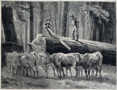 Leñadores en un bosque de secuoyas en California - grabado de Unknown artist