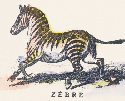 Z: cebra de Unknown artist