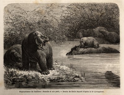 Hipopótamo del Zambeze: hembra y su cría refrescándose en el río. Grabado para ilustrar los primeros viajes del Dr. Livingstone al sur de África de 1840 a 1856, en 