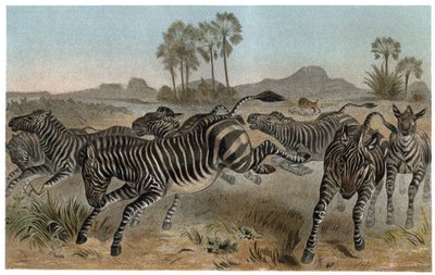 Cebra - Cebras - équidos africanos (familia de los caballos) - grabado de 