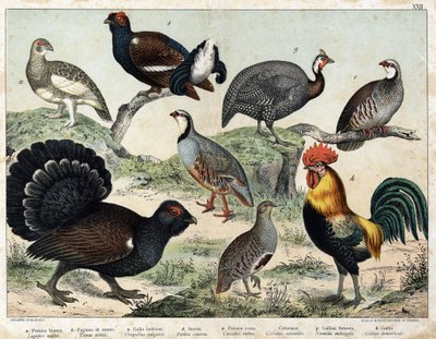 Laguna Alpina, Tetras Lyre, Gran Tetras, Perdiz Ceniza, Perdiz Roja, Bartavelle, Pintada, Gallo de Unknown artist