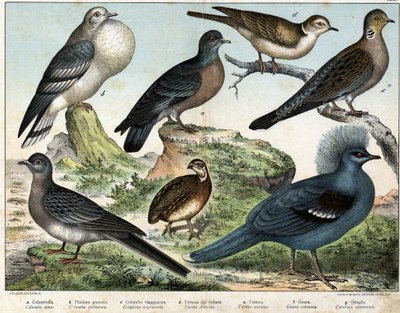 Paloma Colombiana, Paloma Mongola, Paloma Migratoria, Paloma Turca, Paloma Silvestre, Goura, Codorniz de Trigo de Unknown artist