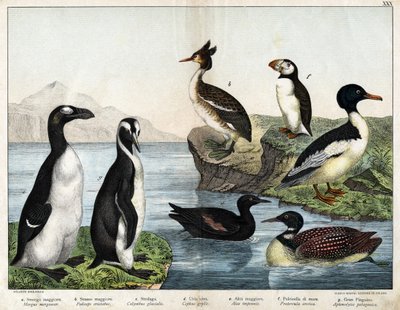 a: Pato común (Mergus merganser), b: Somormujo común (Podiceps cristatus), c: Colimbo común (Colymbus glacialis), d: Arao negro (Cepphus grylle), Gran pingüino (Alca impennis), f: Frailecillo (Fratercula arctica), g: Pingüino real (Aptenodytes patagonicus) de Unknown artist