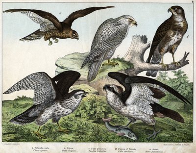 a: Águila o busardo real, b: boquilla, c: halcón pescador, d: halcón de Islandia, e: alrededor = astore - en "Historia Natural de las Aves", ed. Hoepli, Milán de Unknown artist