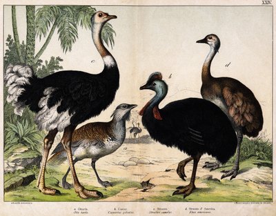 a: Avutarda grande (Otis tarda), b: Casuario (Casarius galeatus), c: Avestruz africano (Struthio camelus), d: Ñandú (Rhea Americana) - En "Historia Natural de los Oideales", ed. Hoepli, Milán de Unknown artist