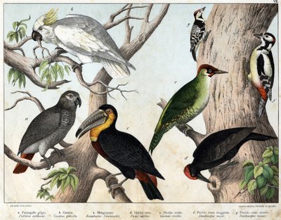 a: Loro gris (Psittacus erithacus), b: Loro cacatúa (Cacatua galerita), c: Tucán (Ramphastos temminckii), d: Pájaro carpintero negro (Picus Martius), e: Pájaro carpintero verde (Gecinus veridis), f: Pájaro carpintero rojo mayor (Dendrocopus minor) - “Histo de Unknown artist