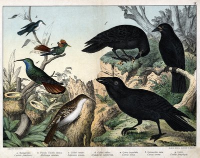 a: Agateador norteño, b: Colibrí pequeño, c: Colibrí adornado, d: Colibrí zafiro, e: Cuervo imperial, f: Cuervo negro, g: Cuervo de Unknown artist